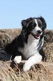 BORDER COLLIE 105